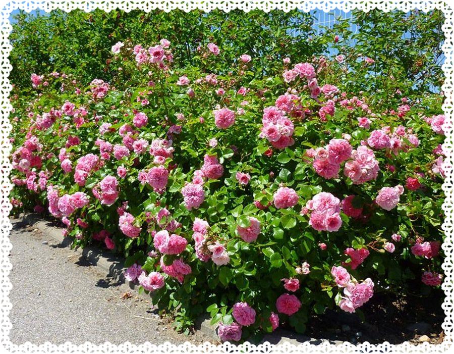 Pink Swany róża okrywowa